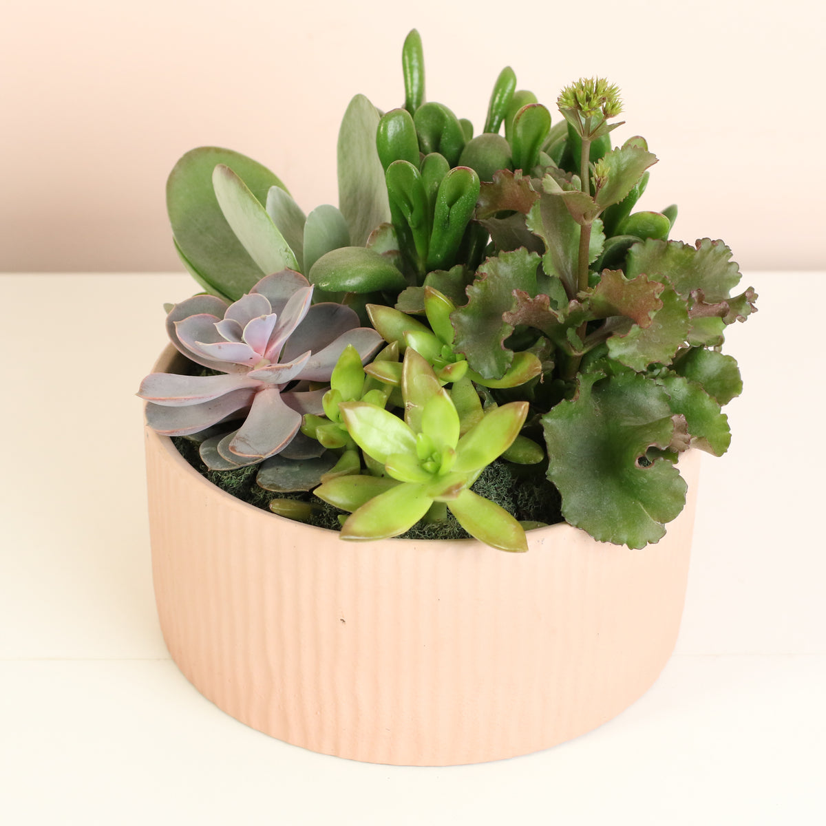 Succulent Arrangement