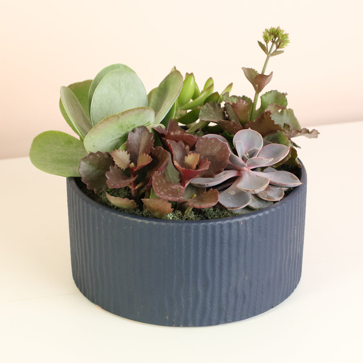 Succulent Arrangement