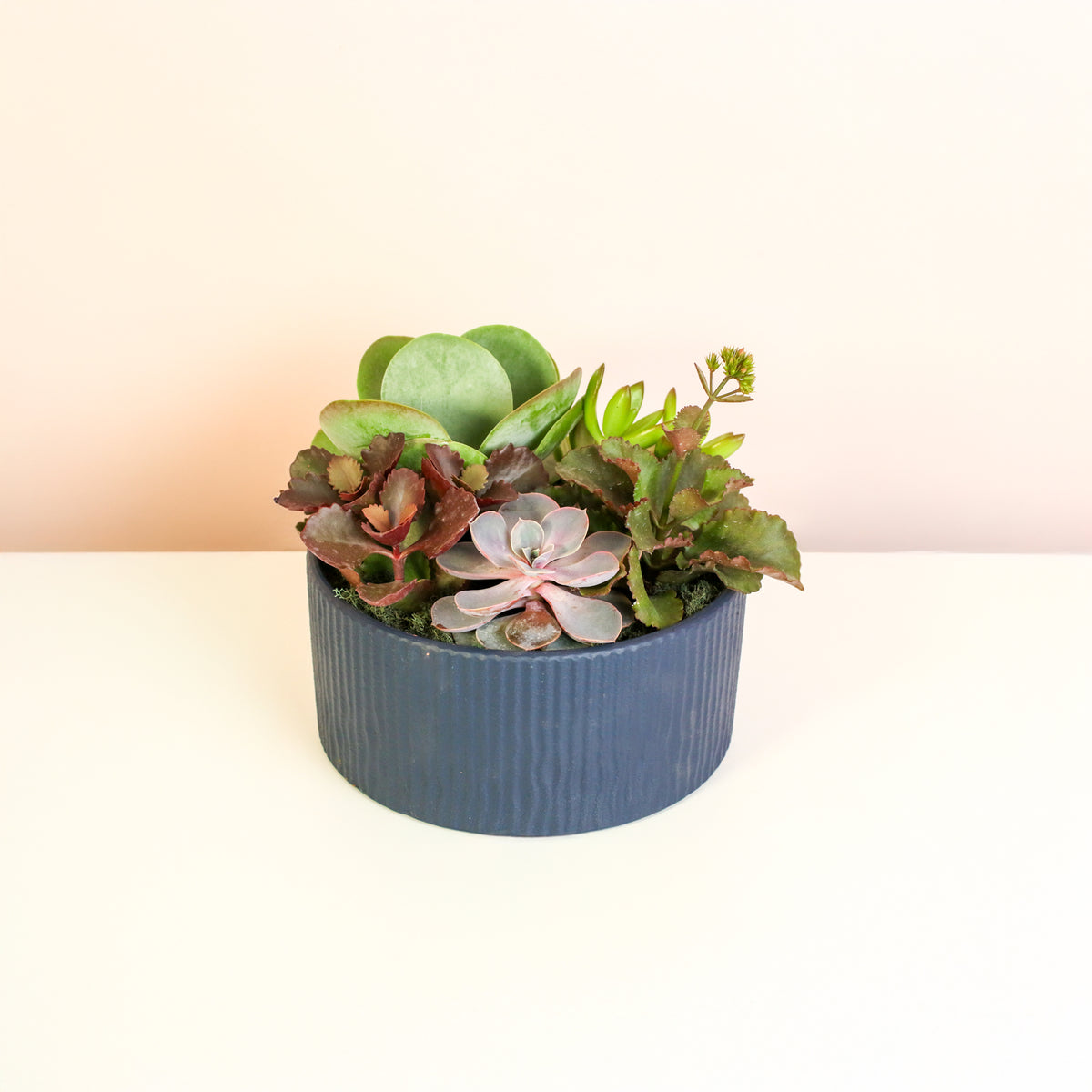 Succulent Arrangment