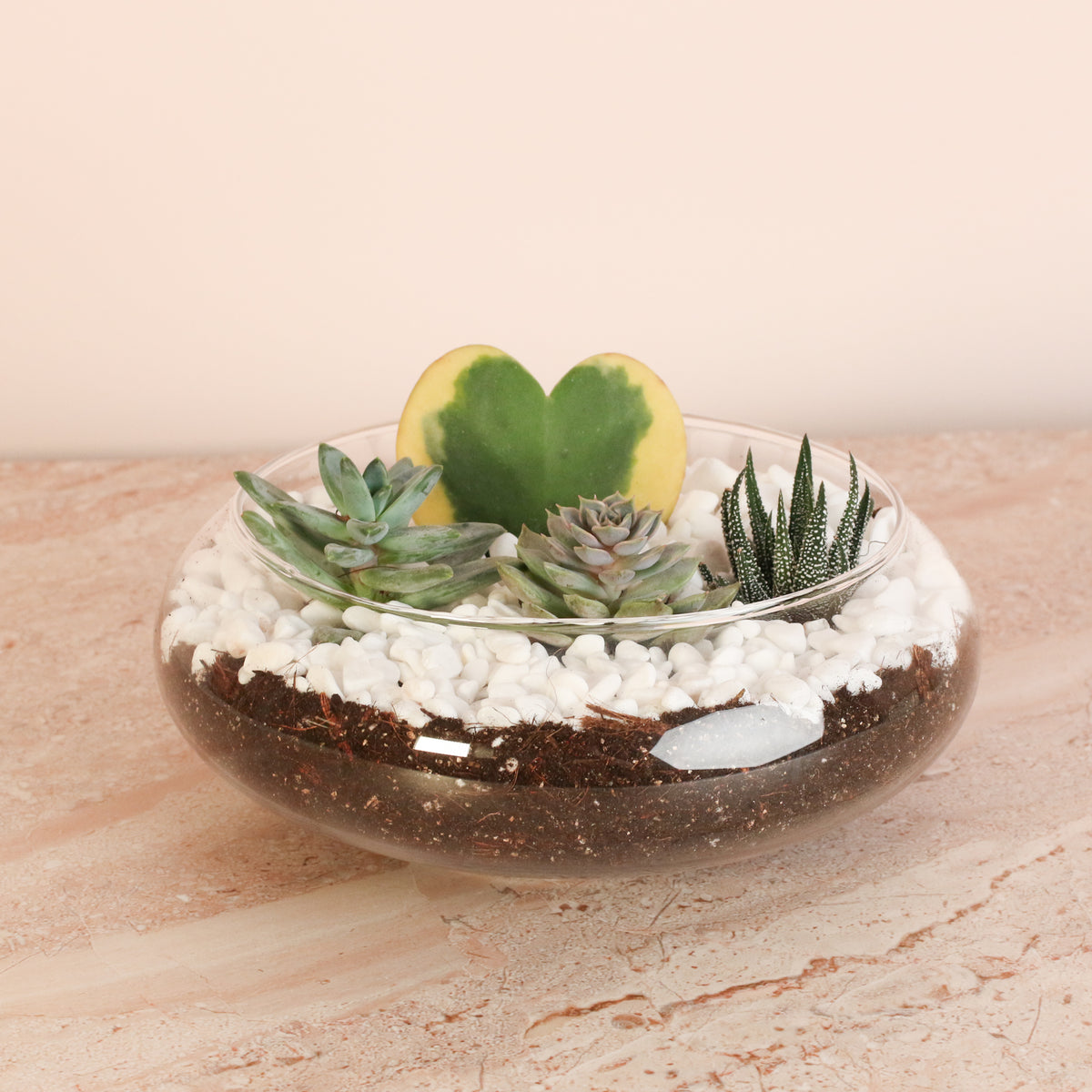 Hoya Kerrii Heart with 3 Succulents in terrarium