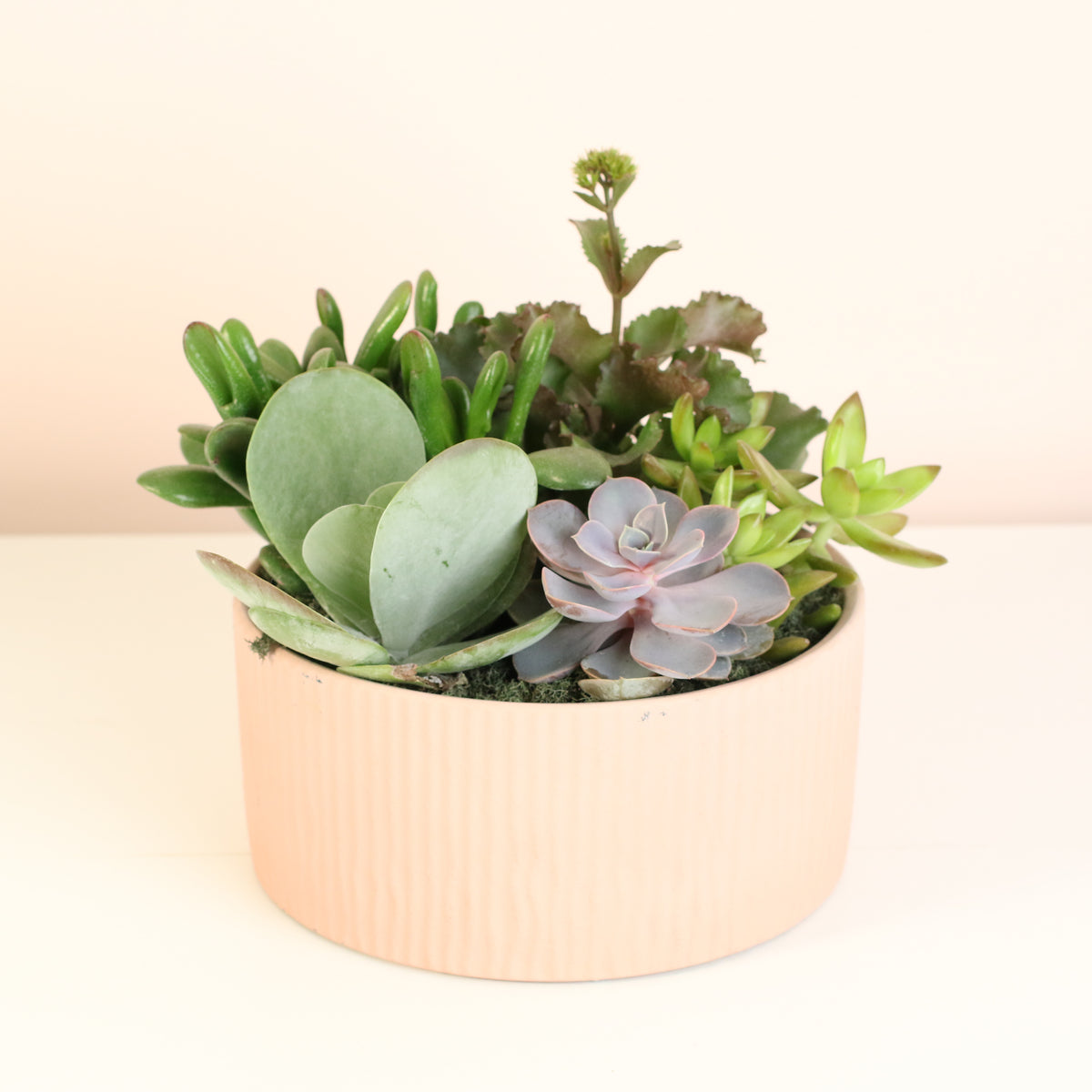 Succulent Arrangement