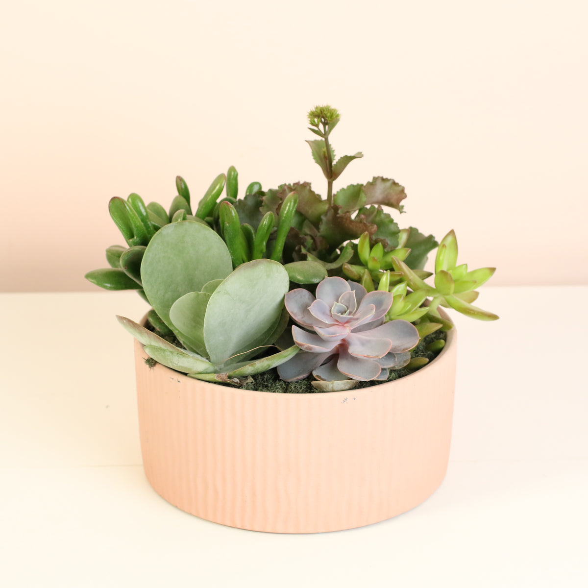 Succulent Arrangement