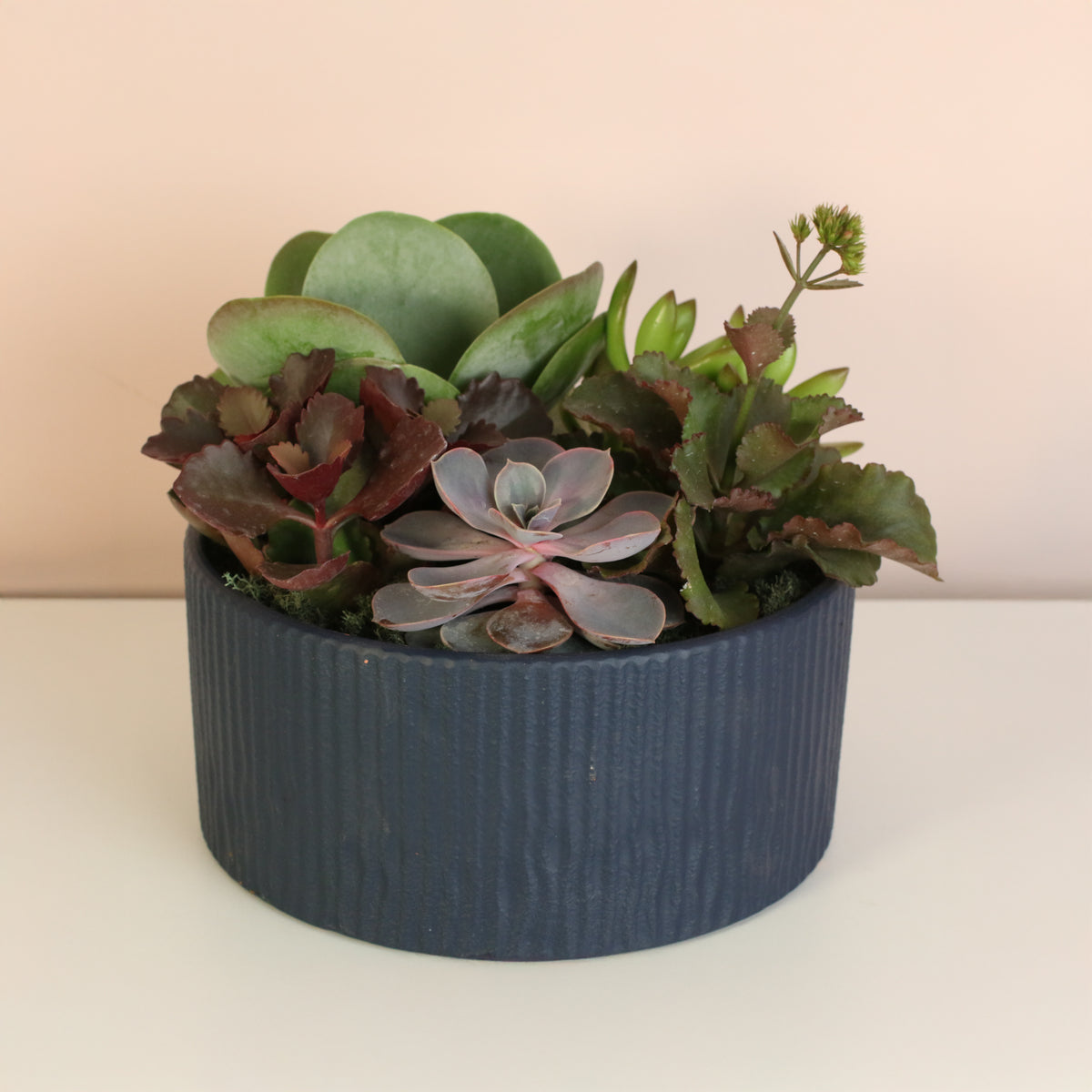 Succulent Arrangement