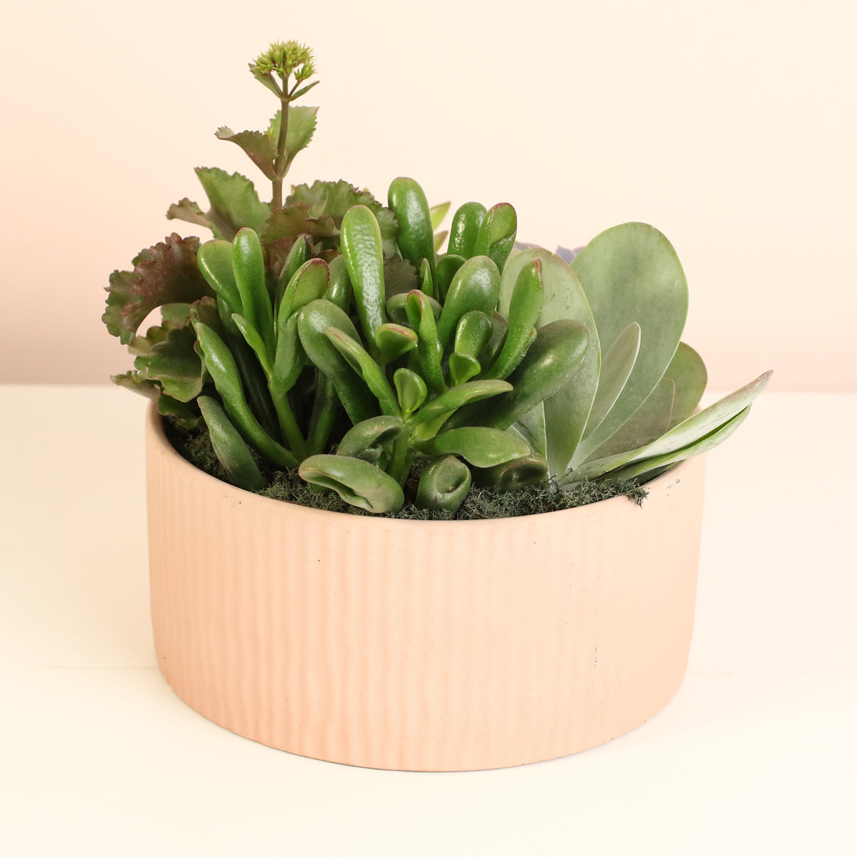 Succulent Arrangement