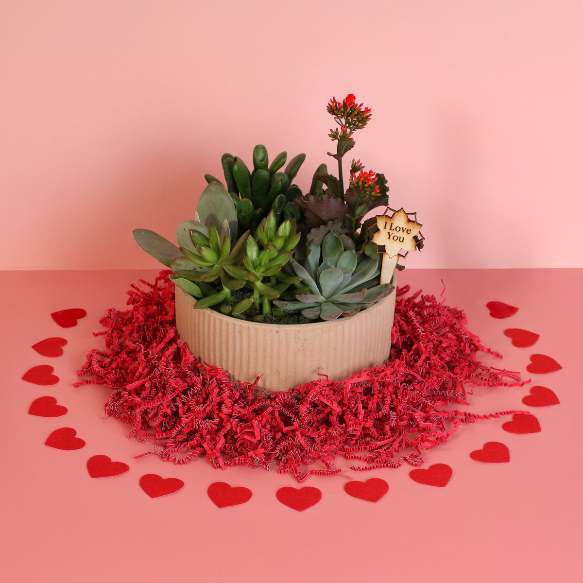 Succulent Arrangement 