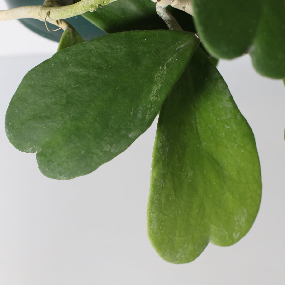 Hoya Kerrii &#39;Hearts&#39; Sweetheart Valentine Plant