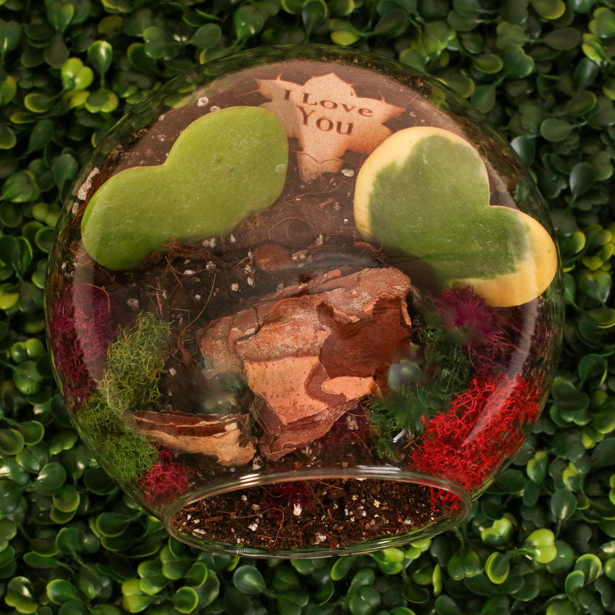 Sweetheart Terrarium Kit Top View