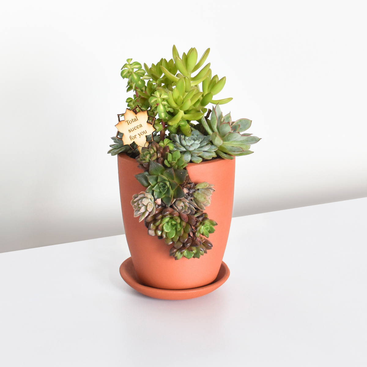 Nia with slit Terracotta planter with succulents from workshop. 