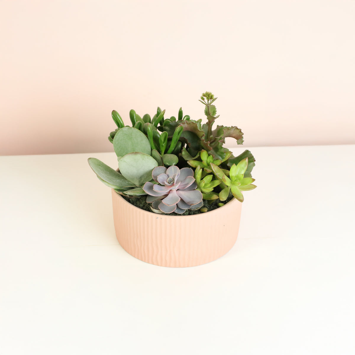 Succulent Arrangement