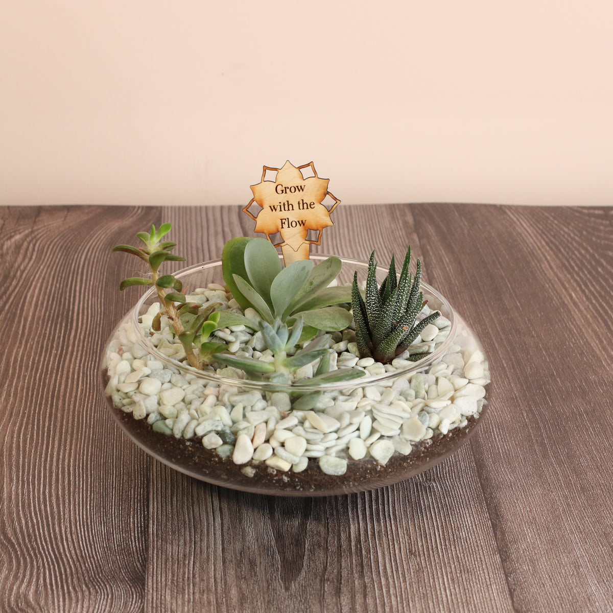 Brand New Succulent Terrarium 2026