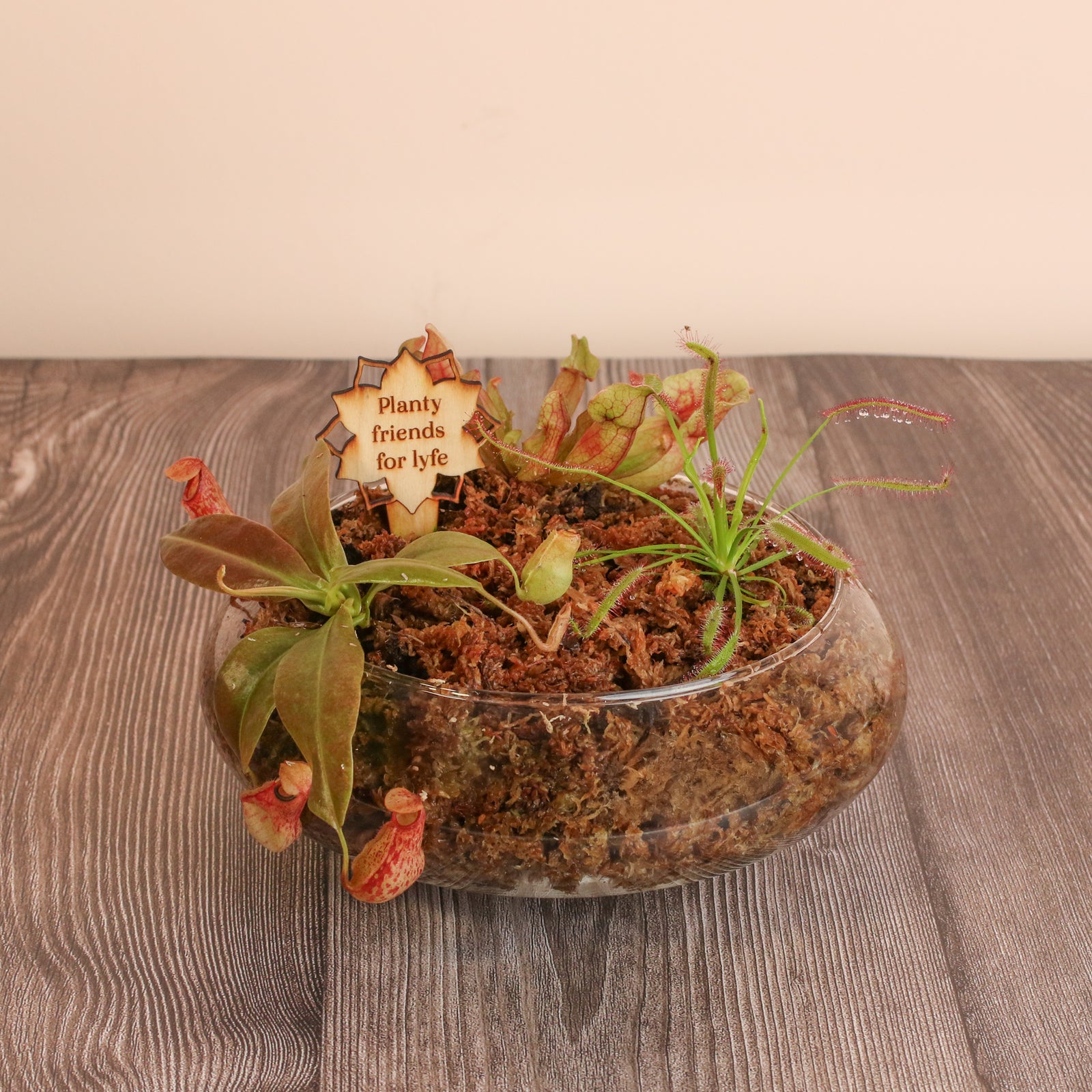 New Carnivorous Plant Terrarium Workshop 2026