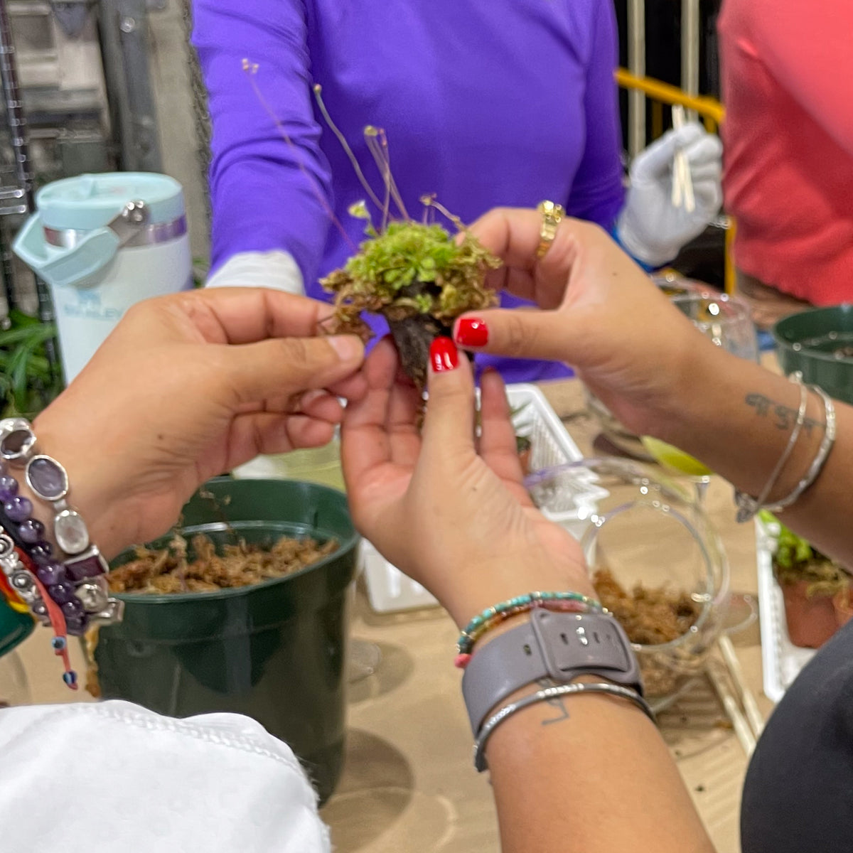 Terrarium Workshop - Thursday, TBD, 2026 at 6:00 pm