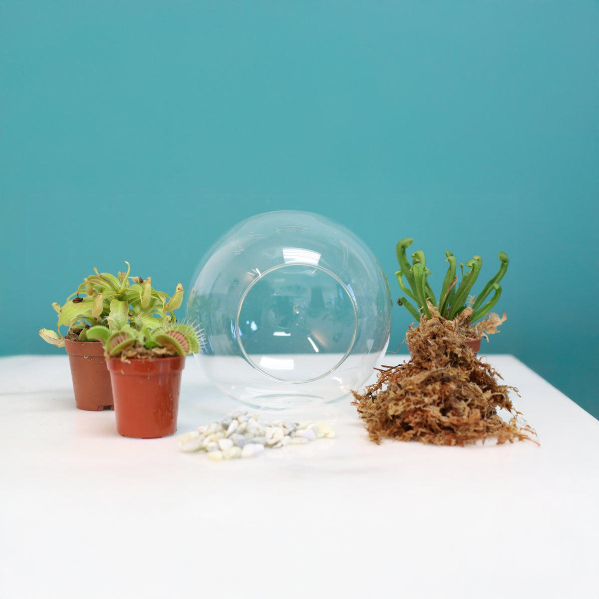 Fierce Forest Terrarium Carnivorous Kit