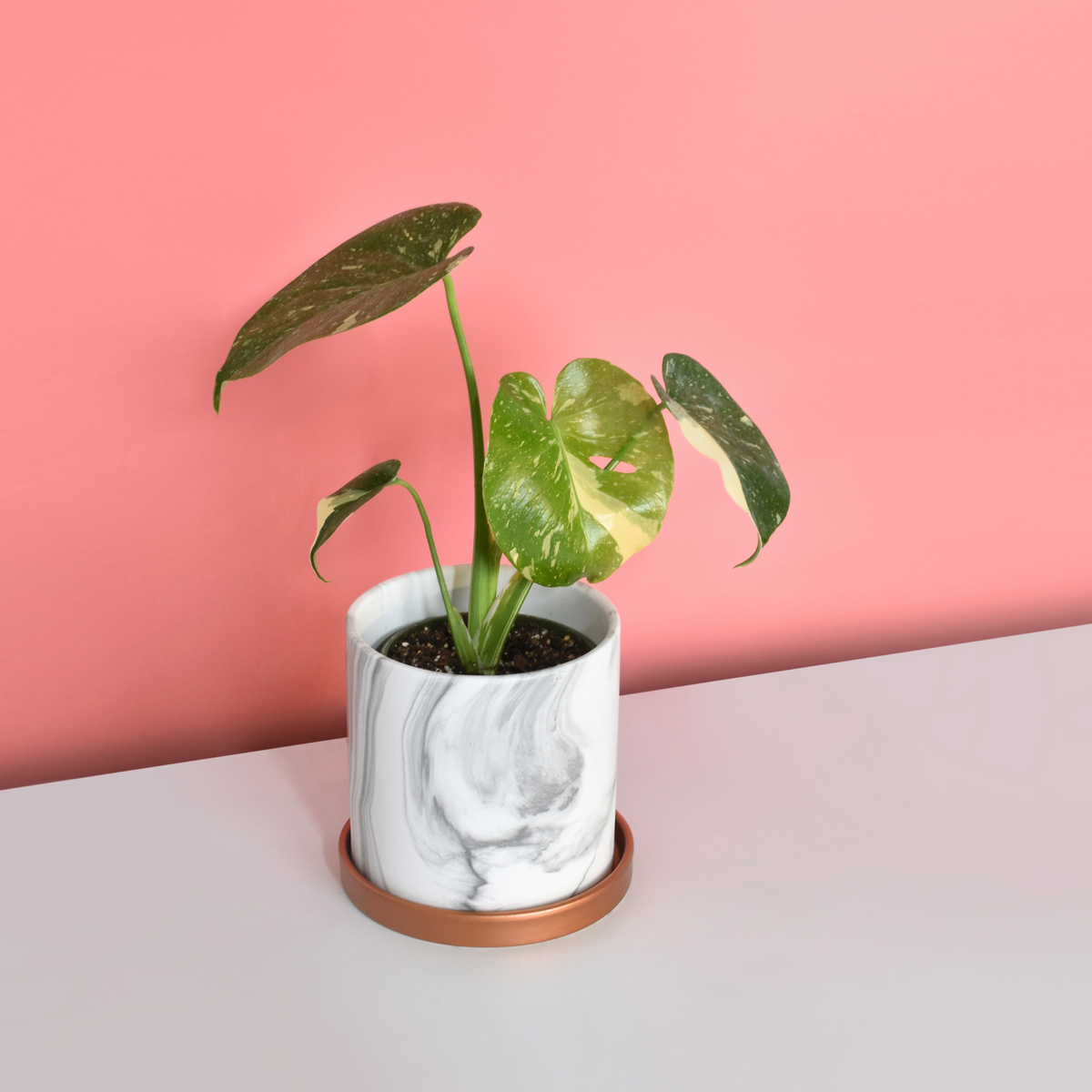 Monstera Thai Constellation
