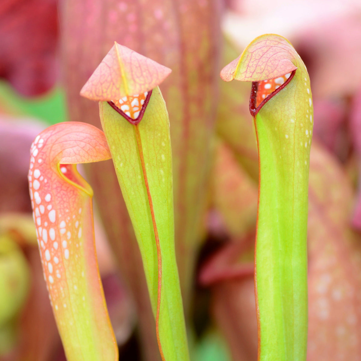 Sarracenia minor okefenokeensis Bug Bat Carnivorous Plant