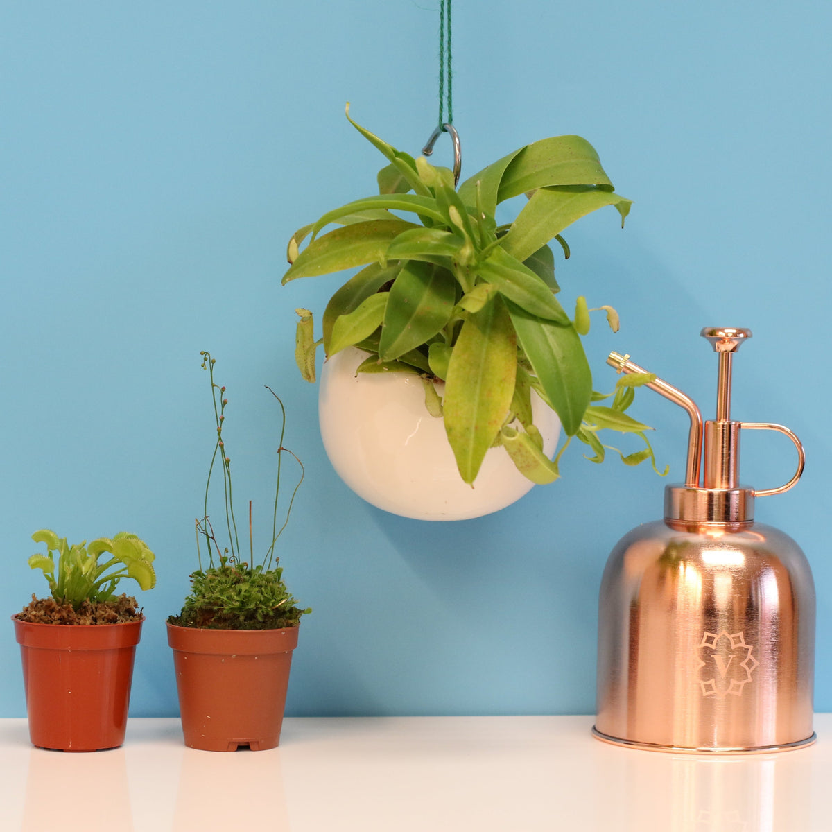 Carnivorous Plant Bundle

