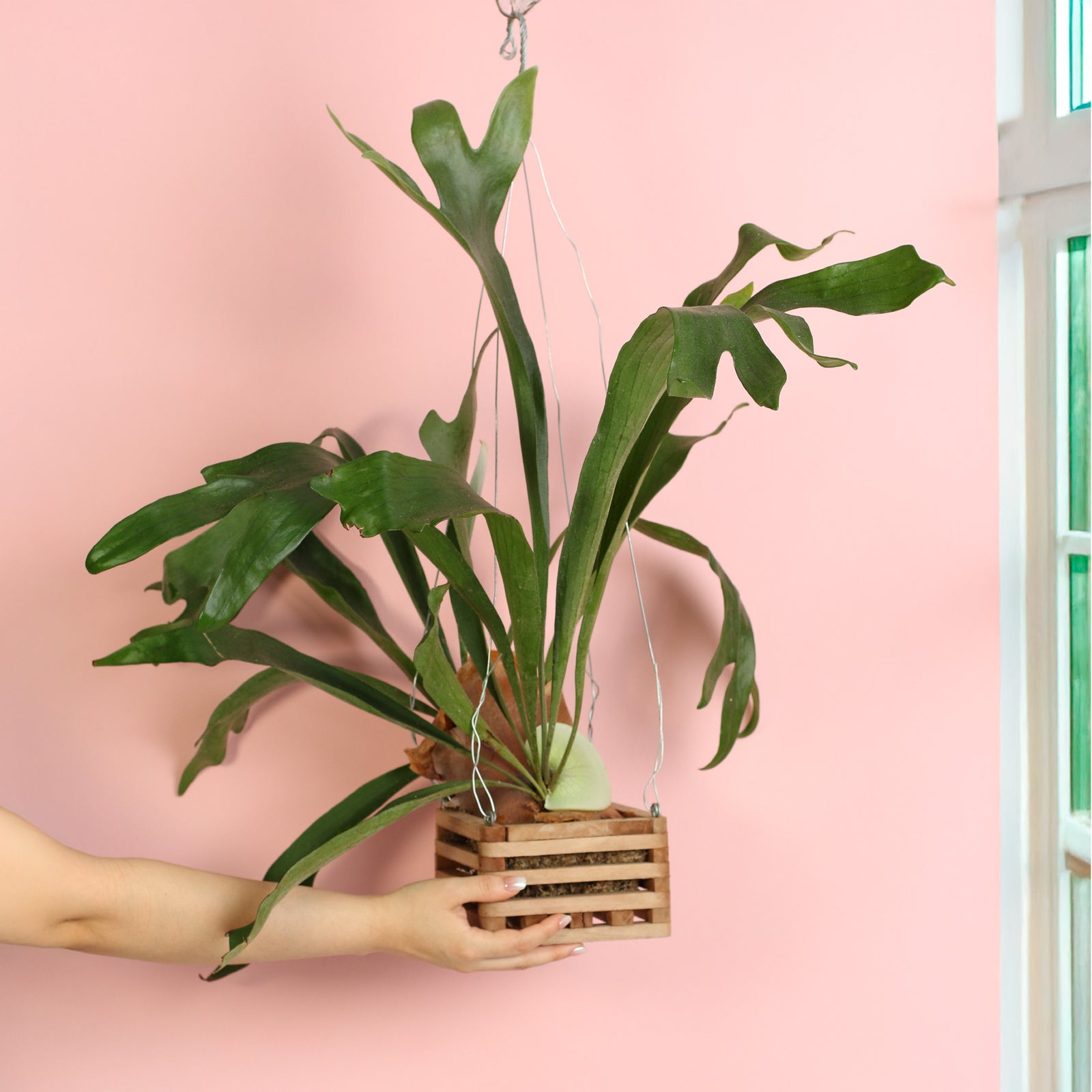 Hanging Tiki Planter with Staghorn Fern