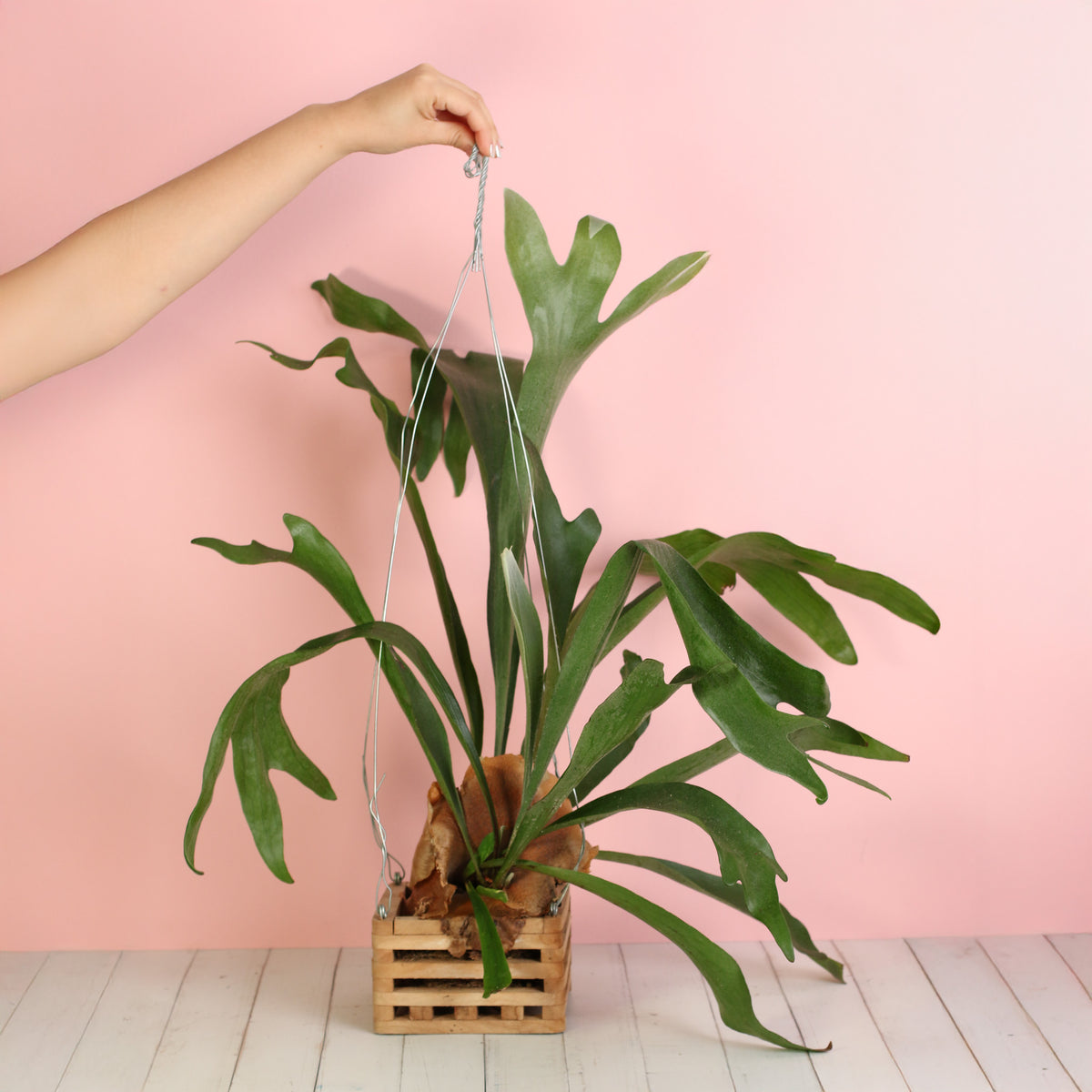 Hanging Tiki Planter with Staghorn Fern