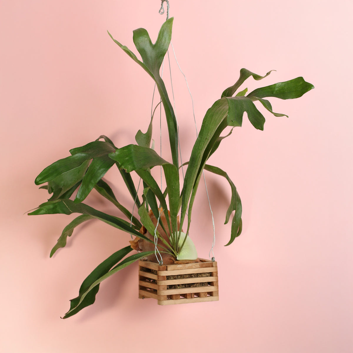 Staghorn Fern in Hanging Tiki Basket. 