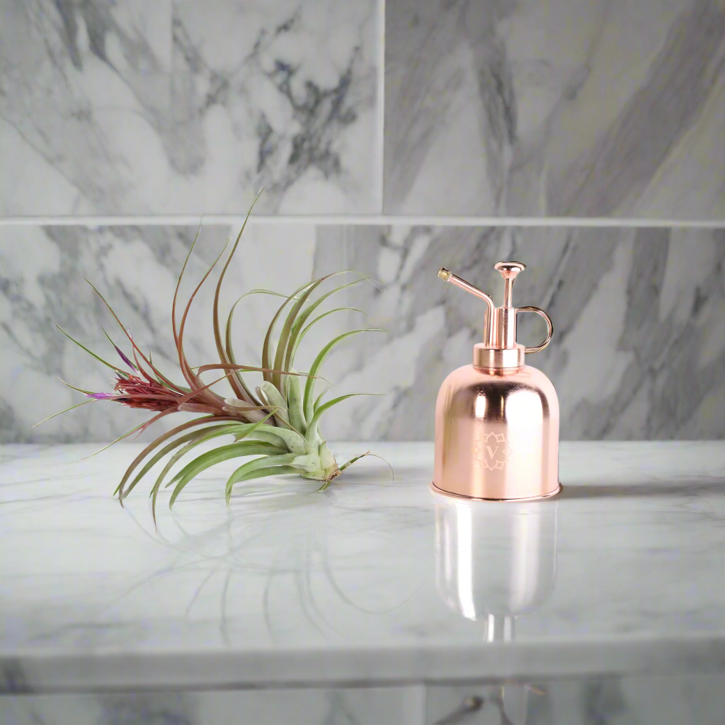 Tillandsia Brachycaulos Hybrid Air Plant