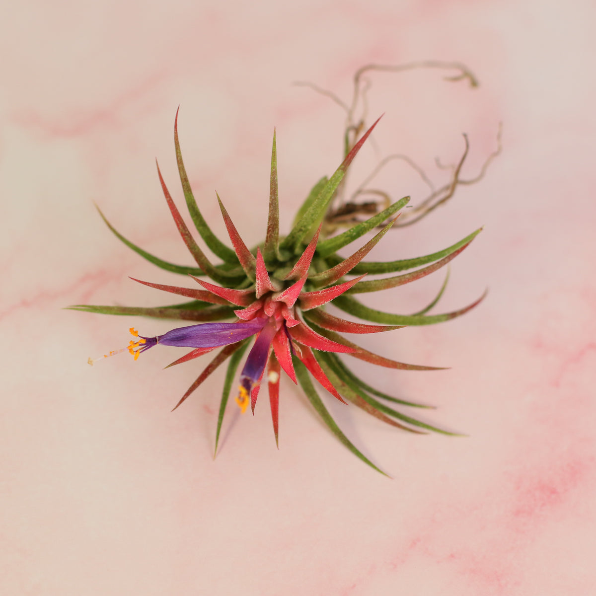 Tillandsia Ionantha Rubra