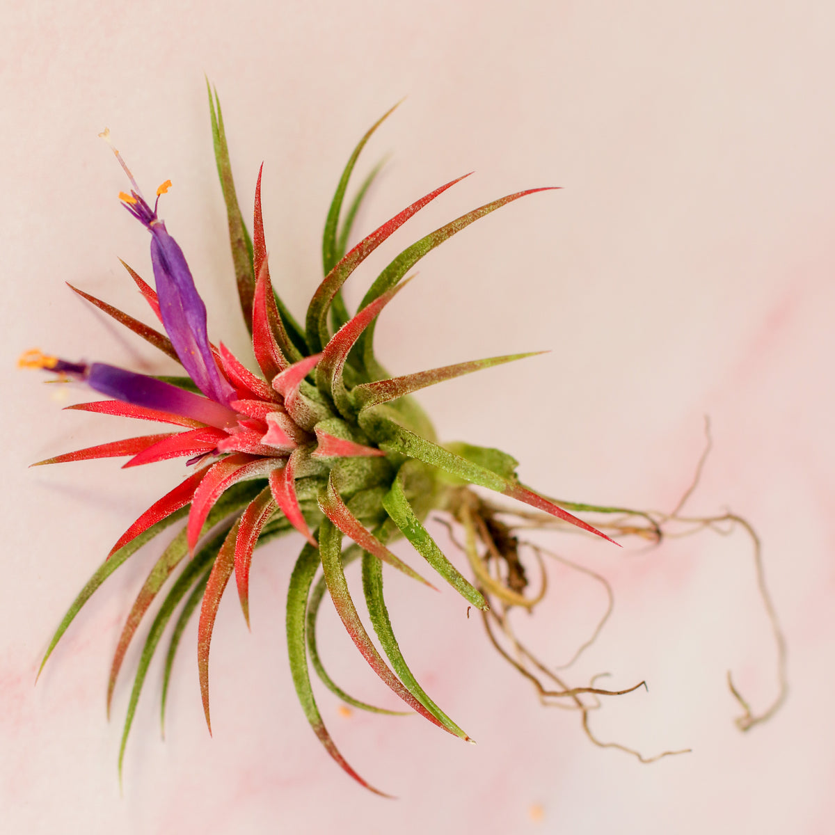 Tillandsia Ionantha Rubra