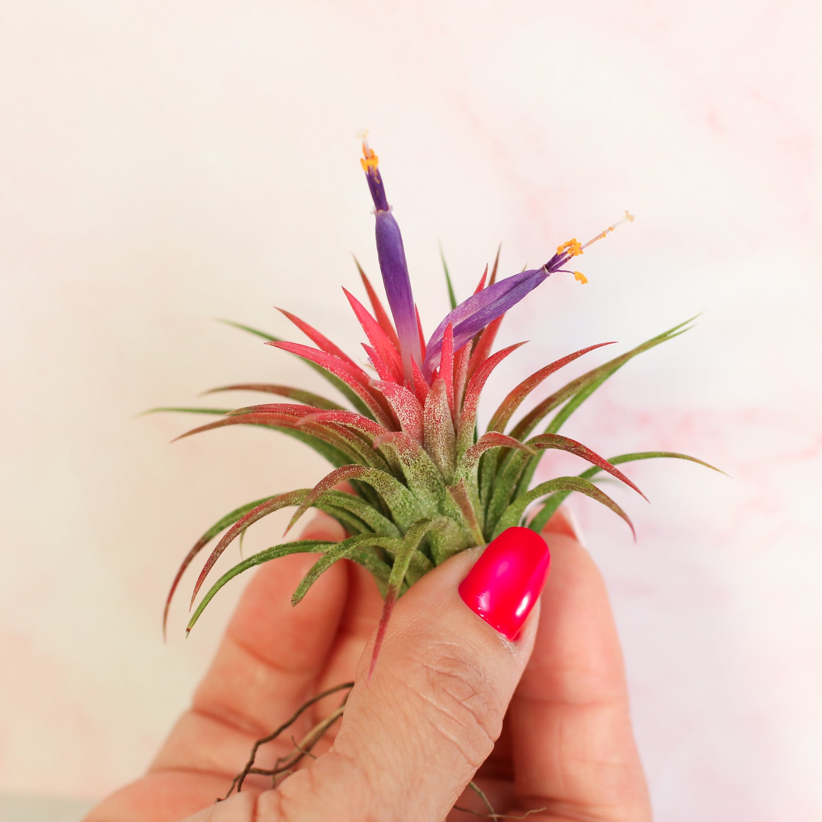 Tillandsia Ionantha Rubra in hand