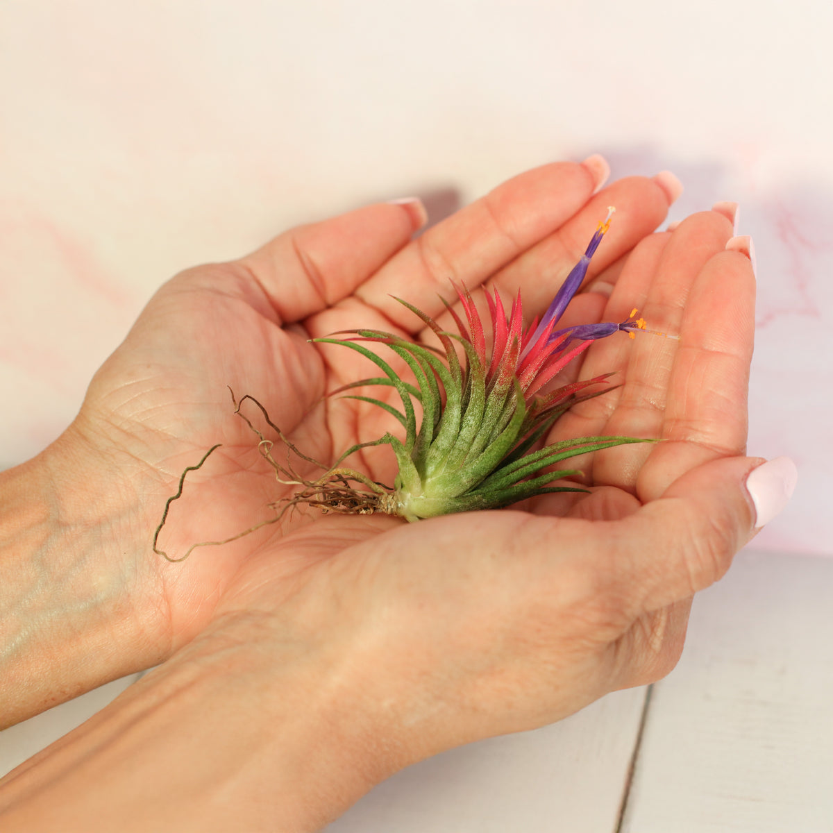 Tillandsia Ionantha Rubra in hand