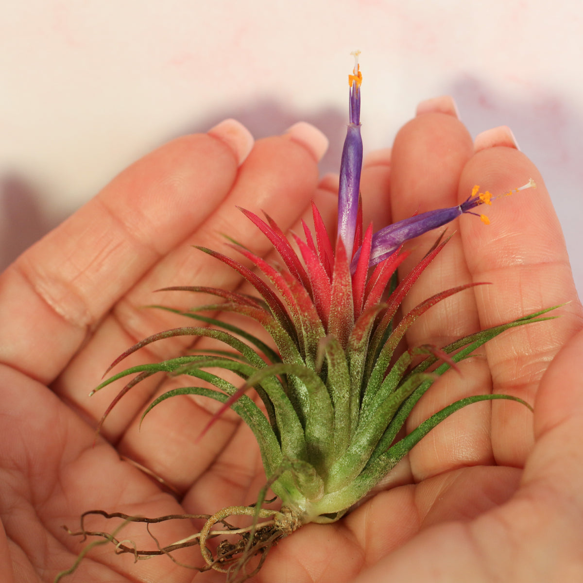 Tillandsia Ionantha Rubra in hand