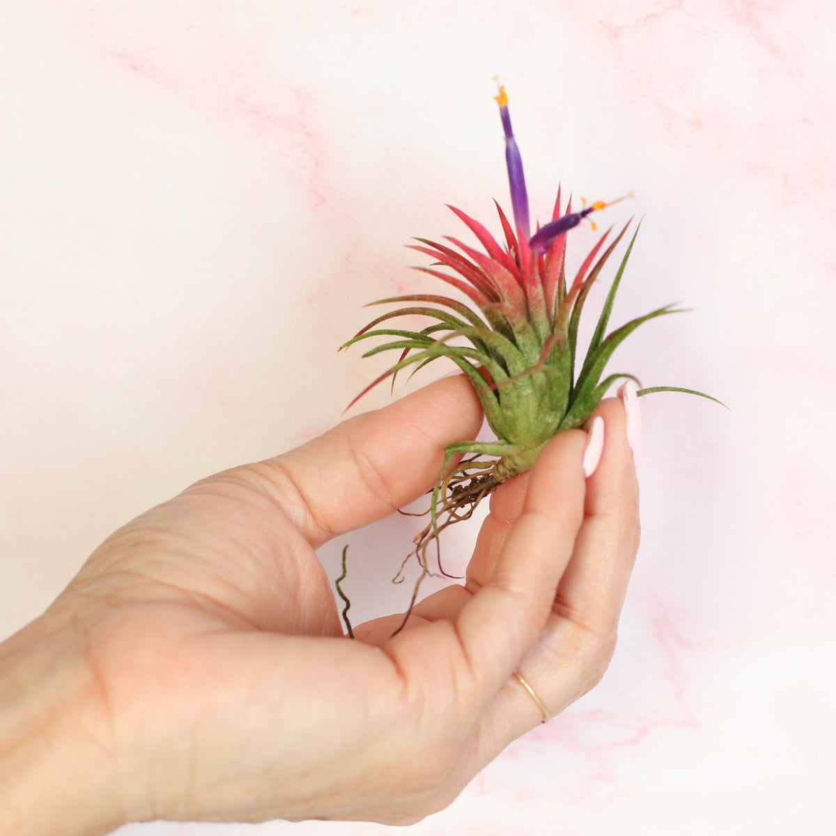 Tillandsia Ionantha Rubra in hand