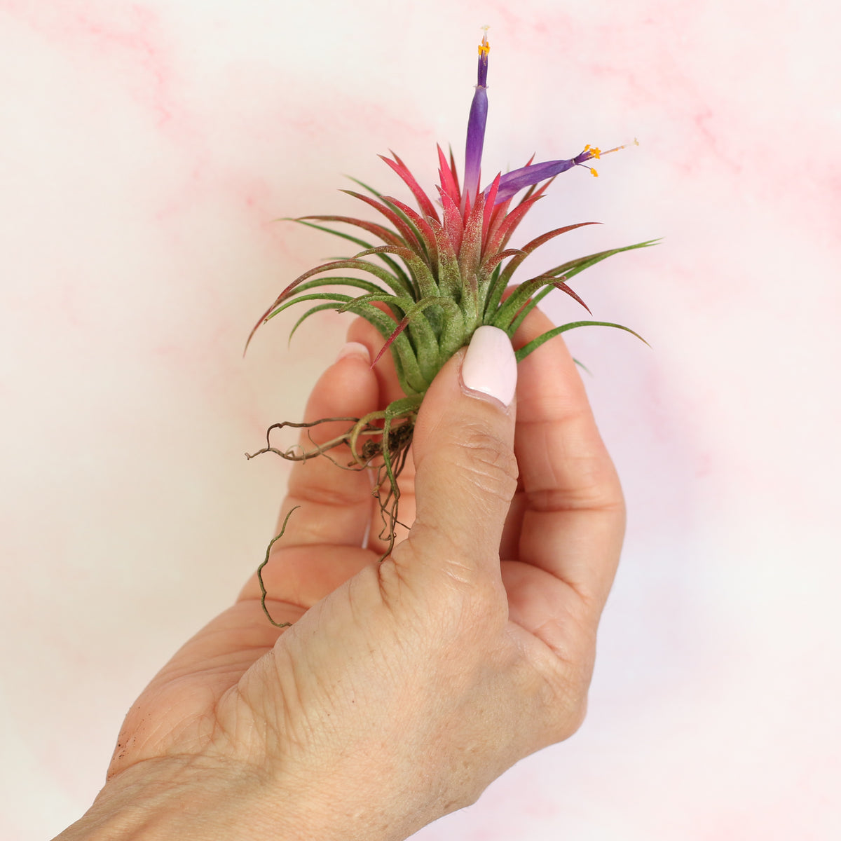 Tillandsia Ionantha Rubra