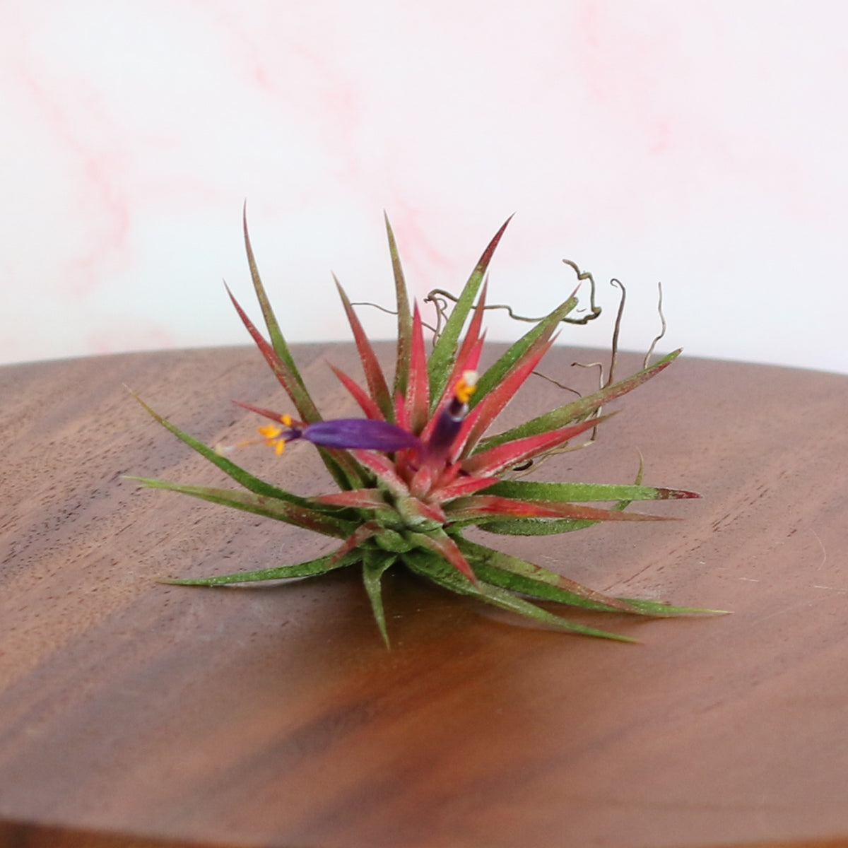Tillandsia Ionantha Rubra