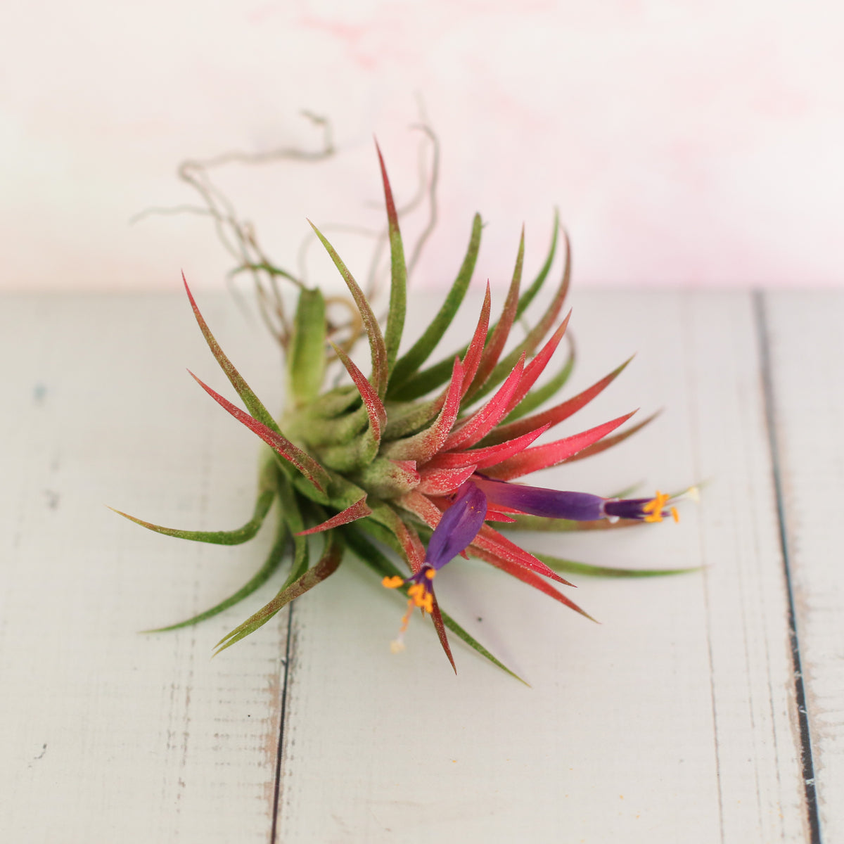 Tillandsia Ionantha Rubra