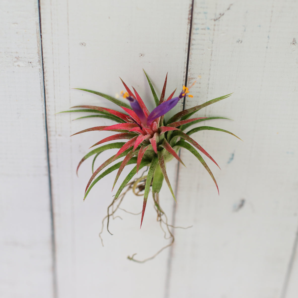 Tillandsia Ionantha Rubra 