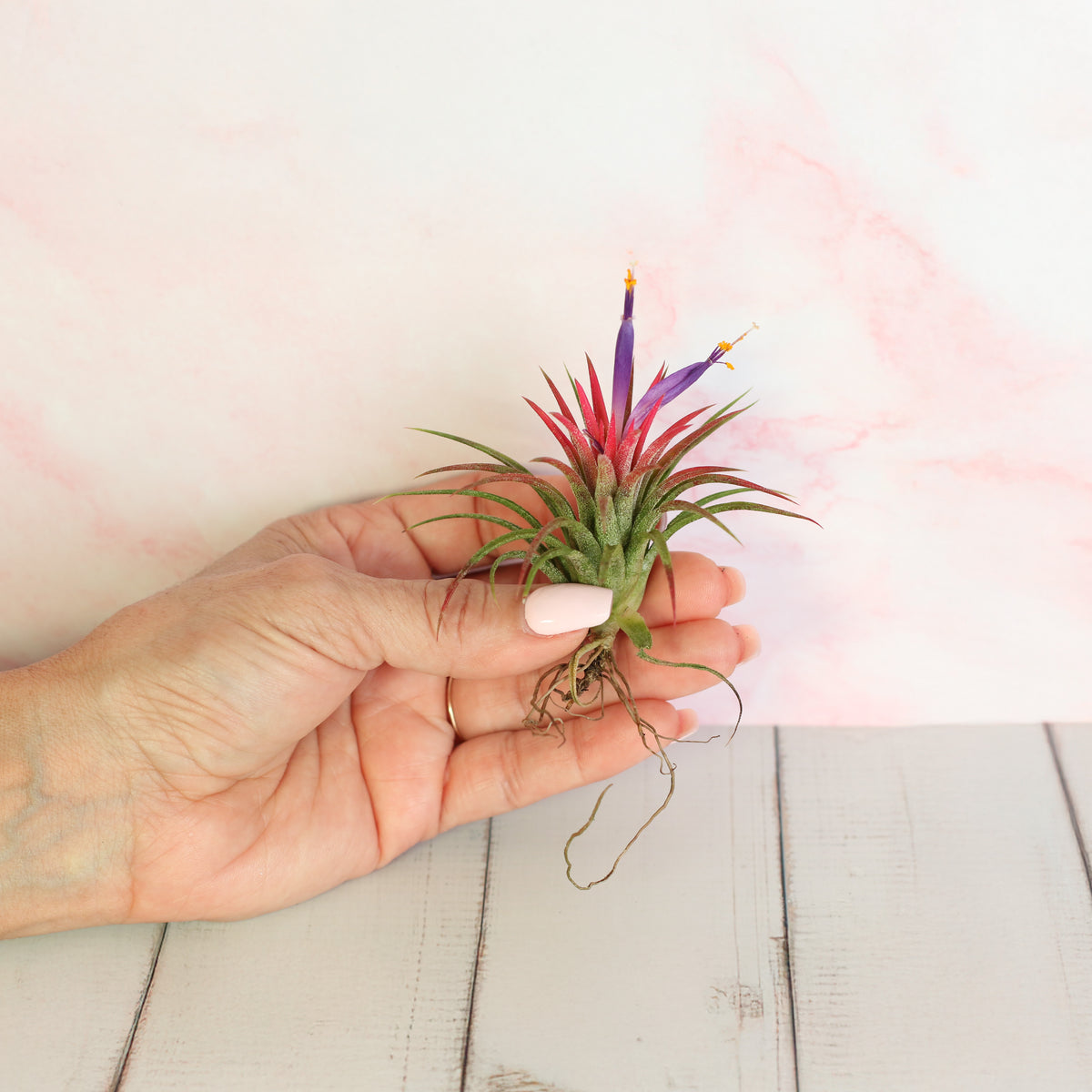 Tillandsia Ionantha Rubra held in hand