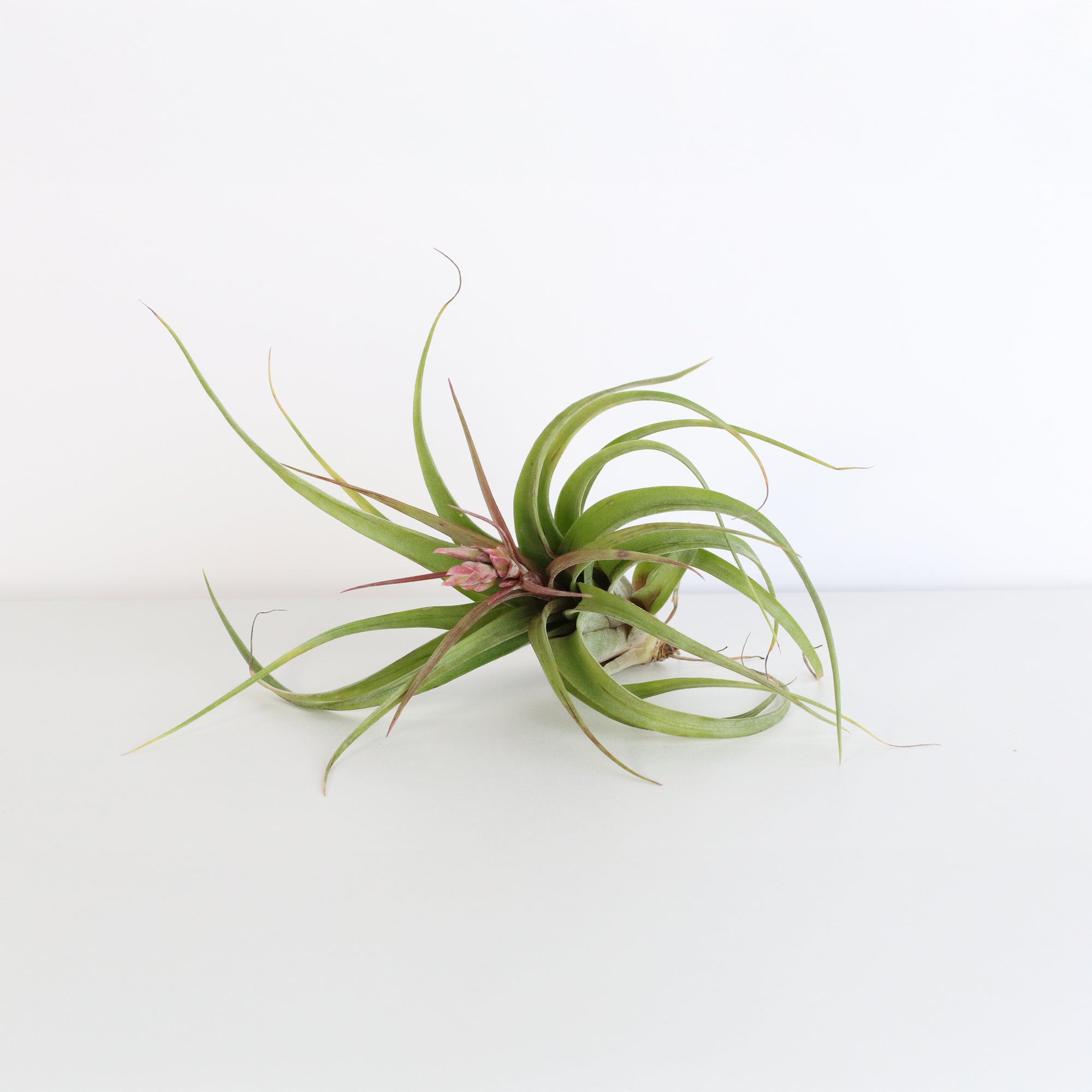 Tillandsia Streptophylla – “Shirley Temple” Air Plant - Verdant Lyfe