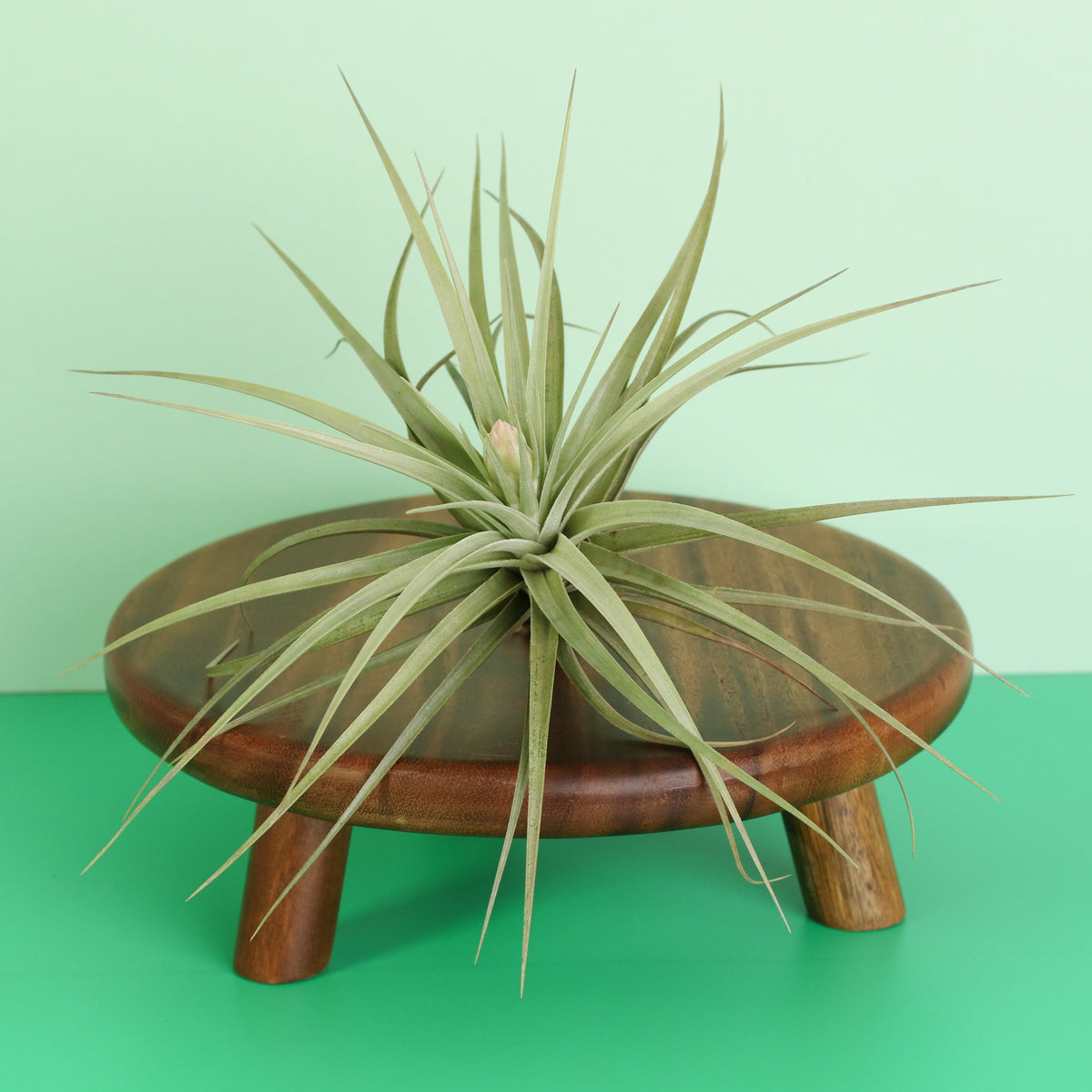 Tillandsia Stricta on plant stand