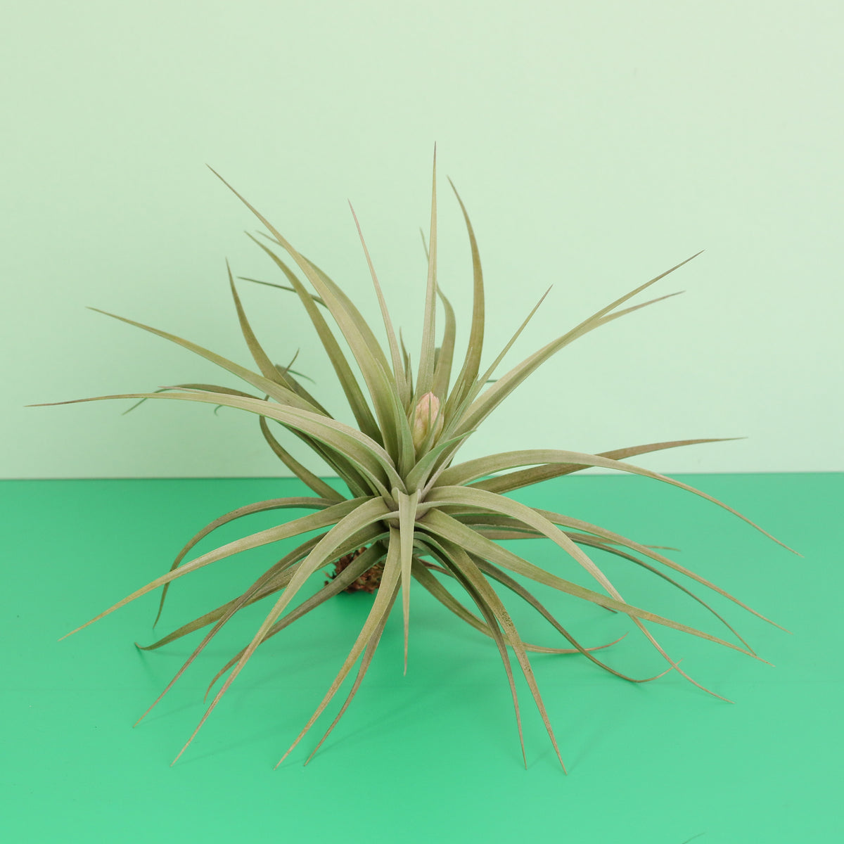 Tillandsia Stricta 