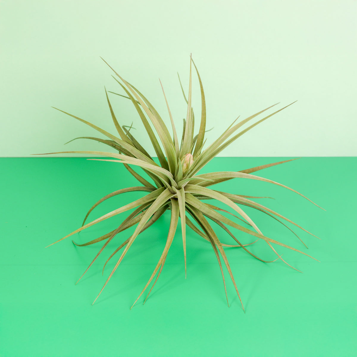Tillandsia Stricta