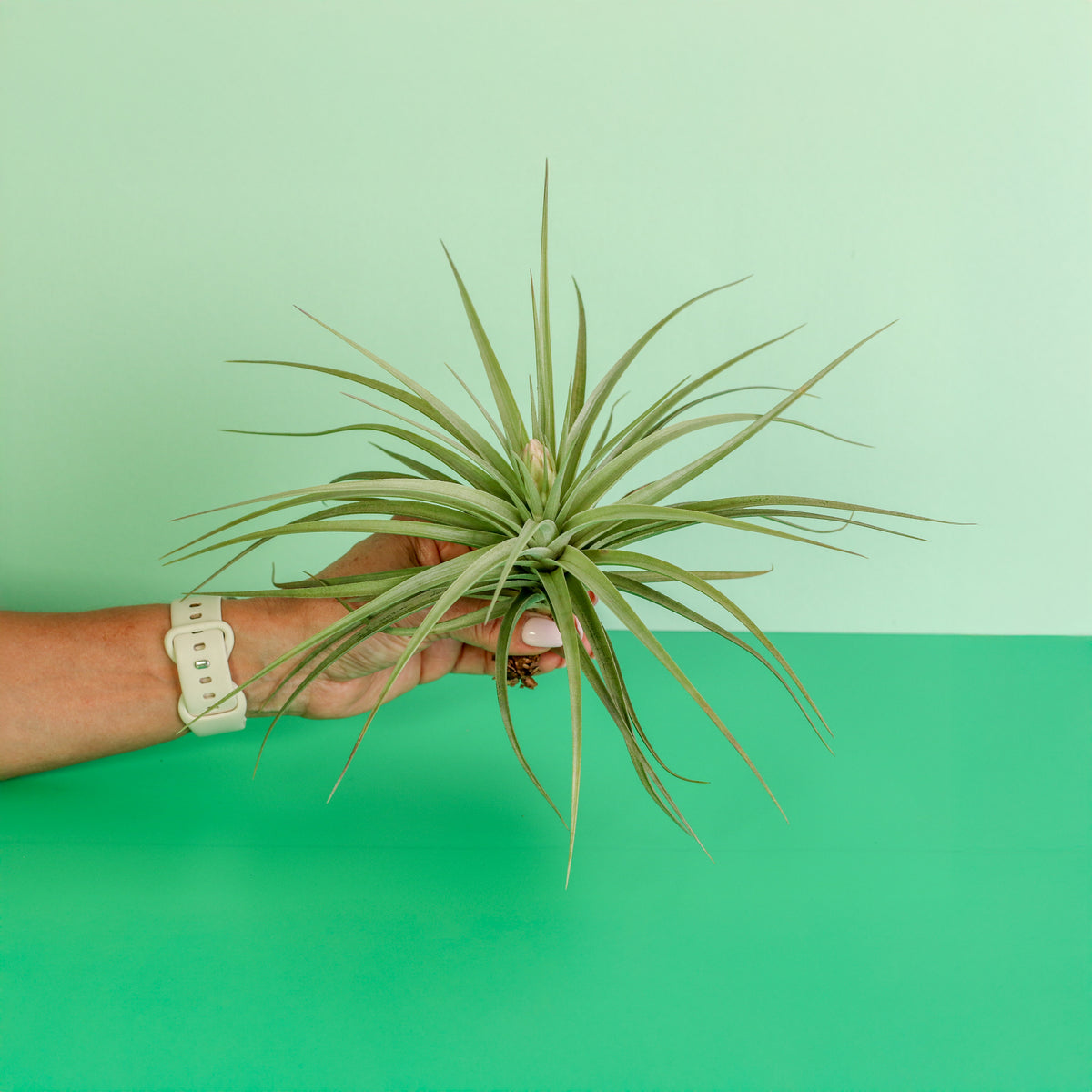 Tillandsia Stricta in hand