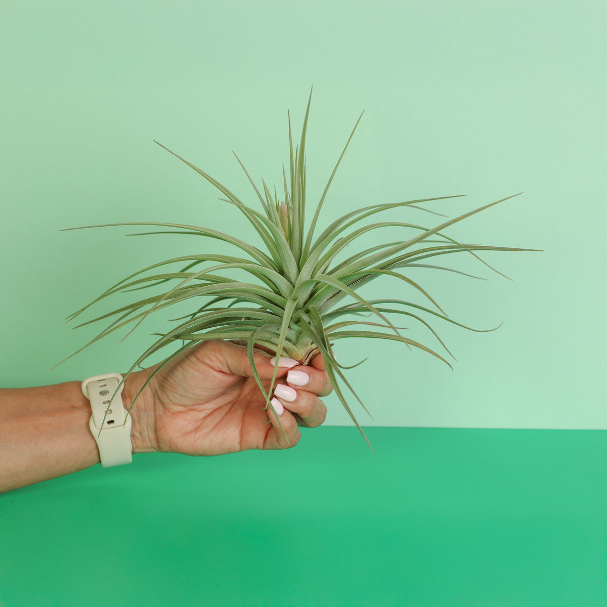 Tillandsia Stricta in hand