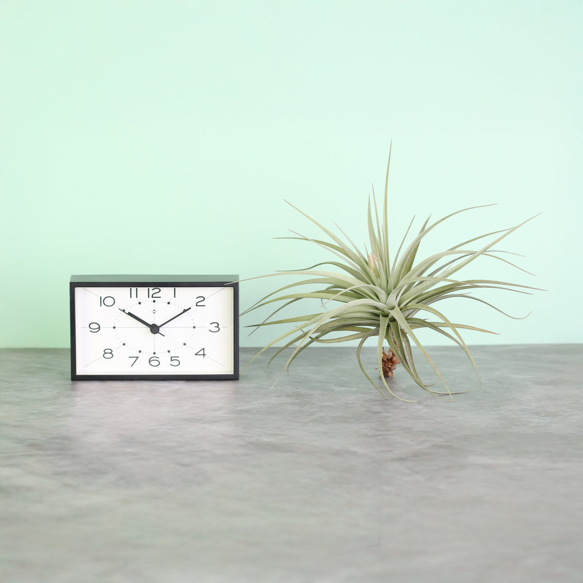 Tillandsia Stricta on table top next to clock