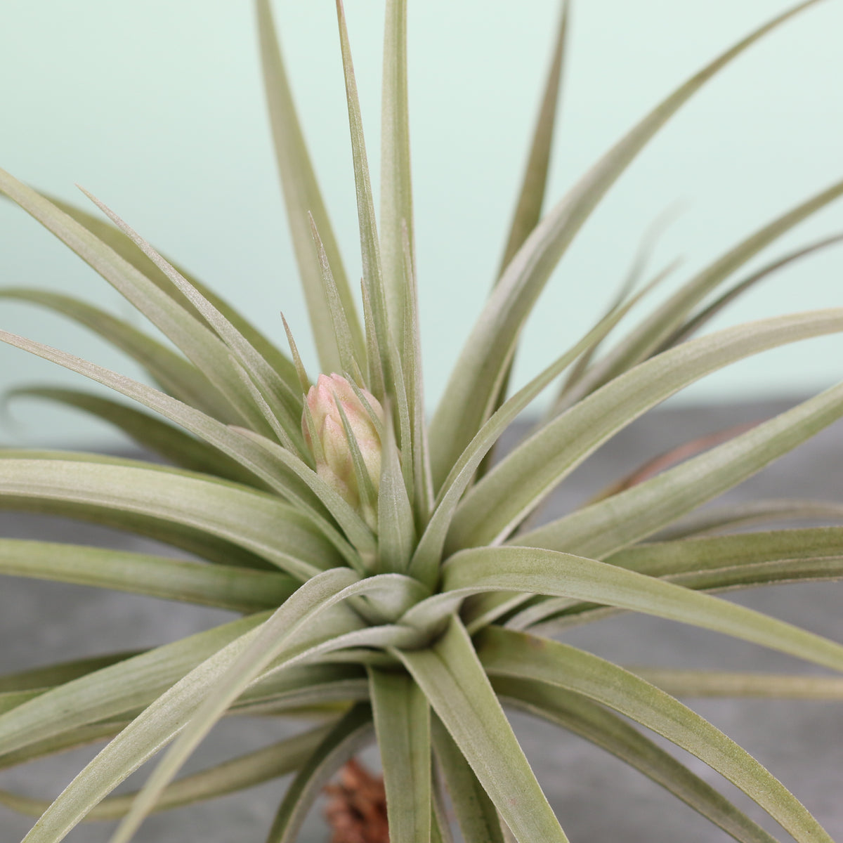 Tillandsia Stricta close up