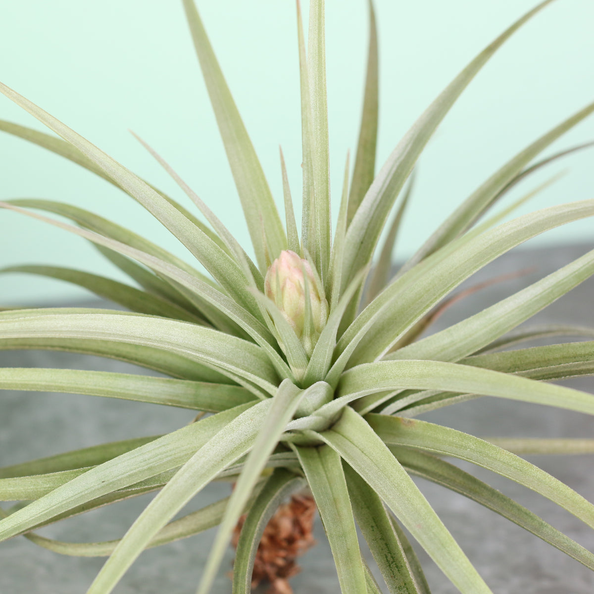 Tillandsia Stricta close up