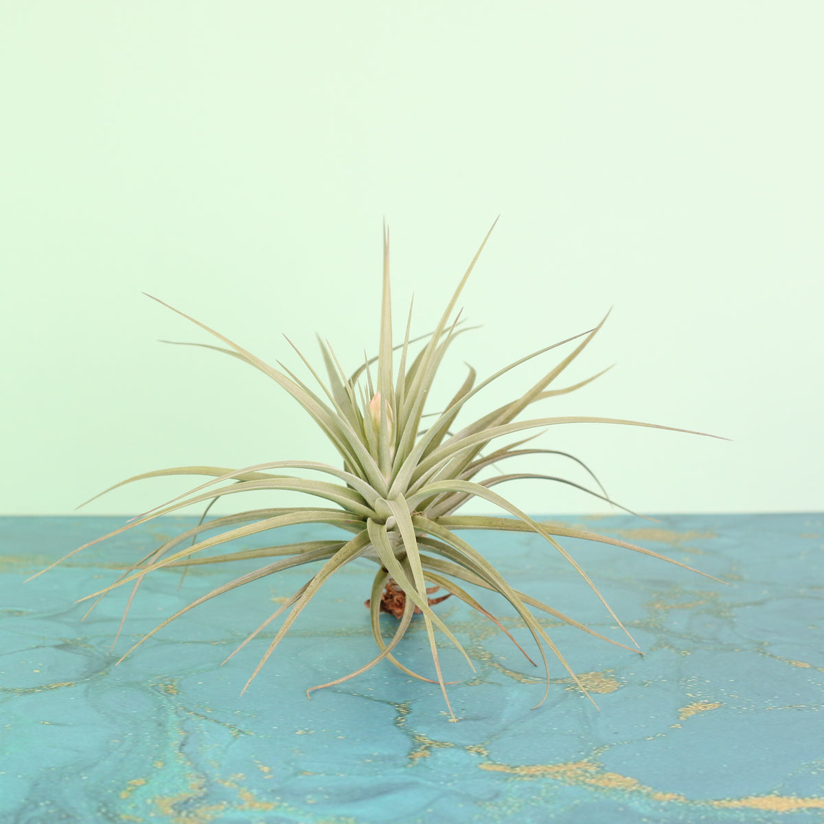 Tillandsia Stricta bare root