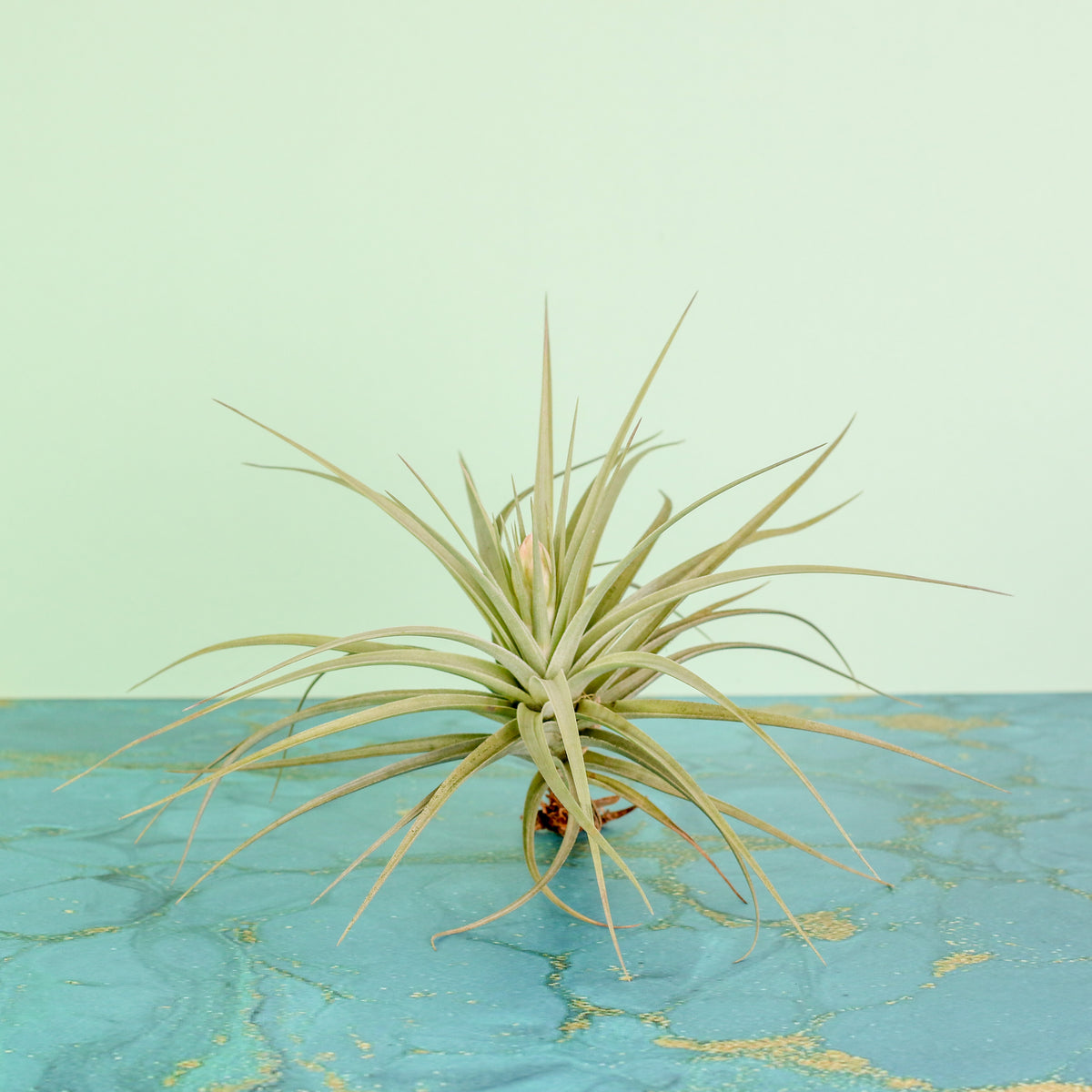 Tillandsia Stricta bare root