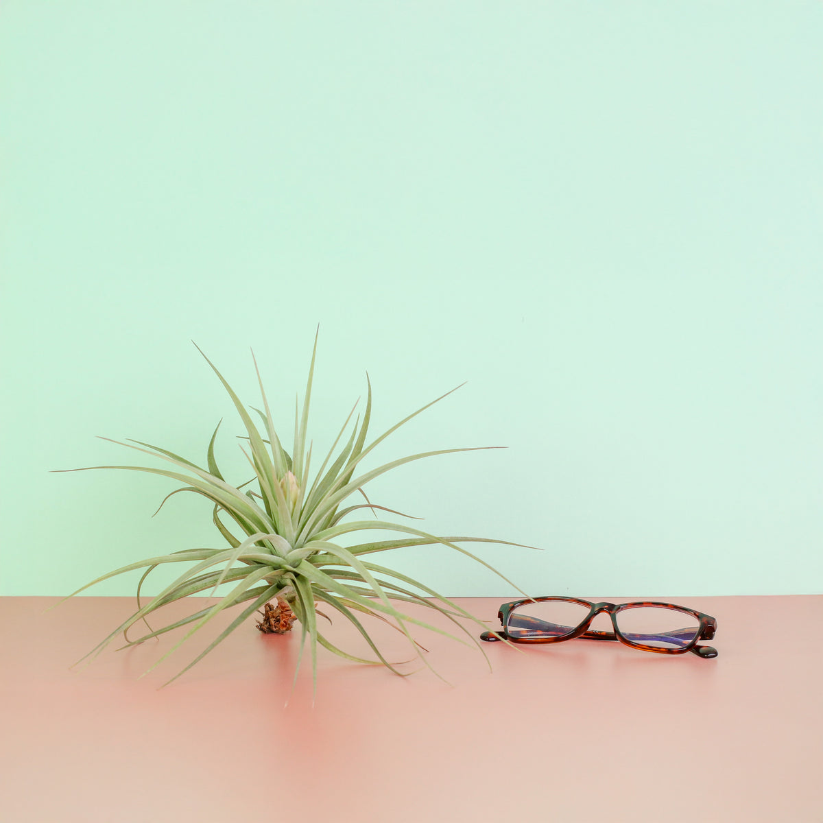 Tillandsia Stricta next to reading glasses