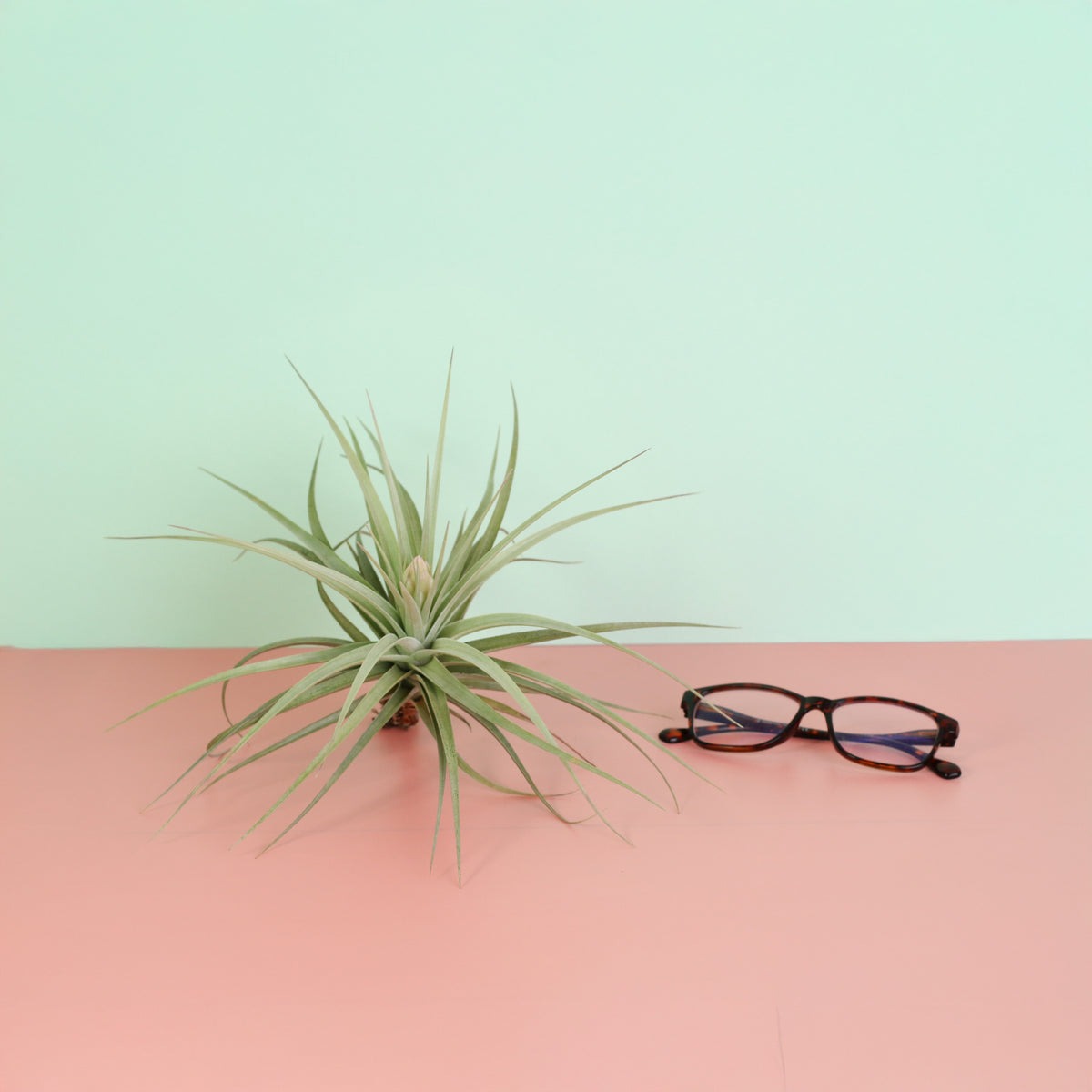 Tillandsia Stricta on table top next to reading glasses