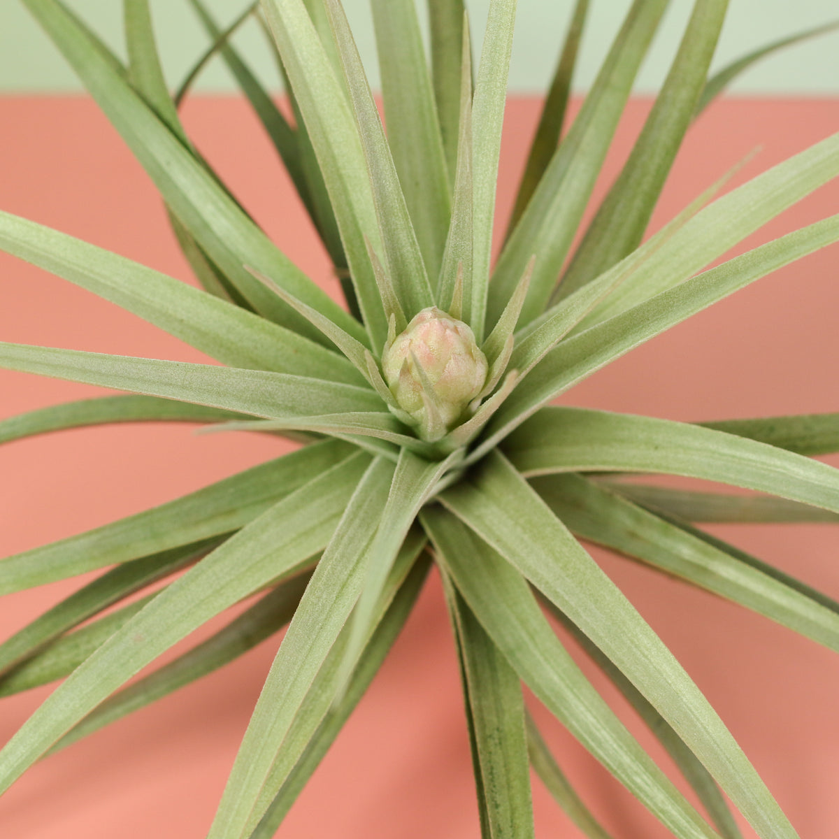 Tillandsia Stricta close up of emerging bloom