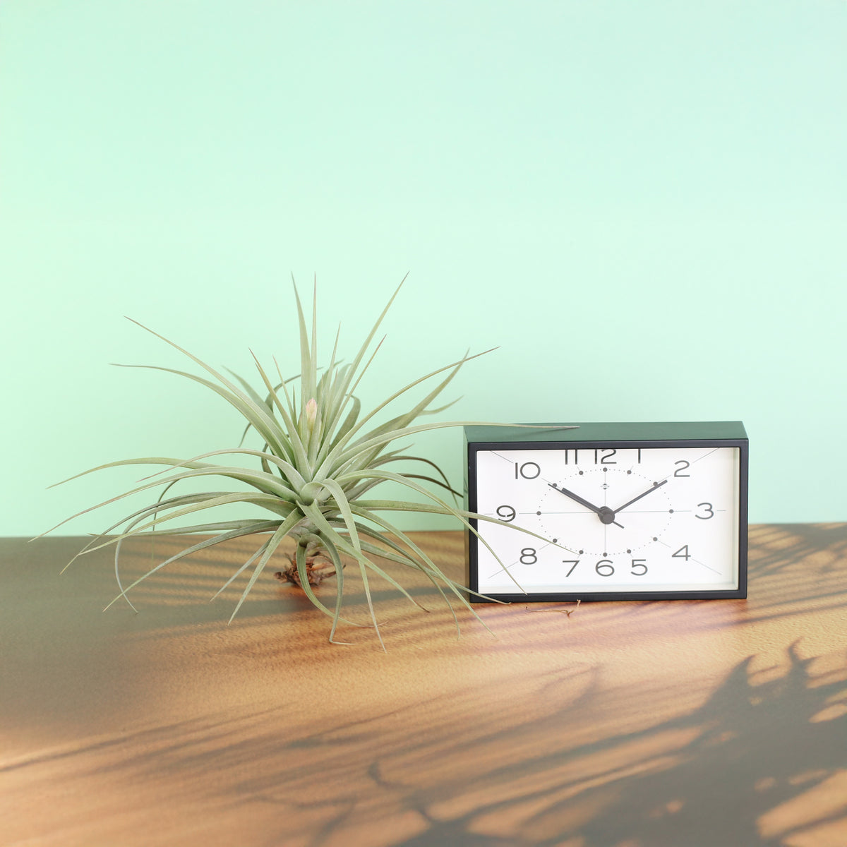 Tillandsia Stricta next to clock